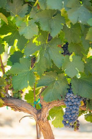 Vineyard with Lush, Ripe Wine Grapes on the Vine Ready for Harvest
