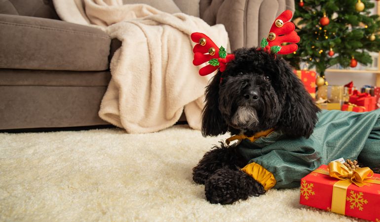 Concept of Merry Christmas, Christmas dog, space for text