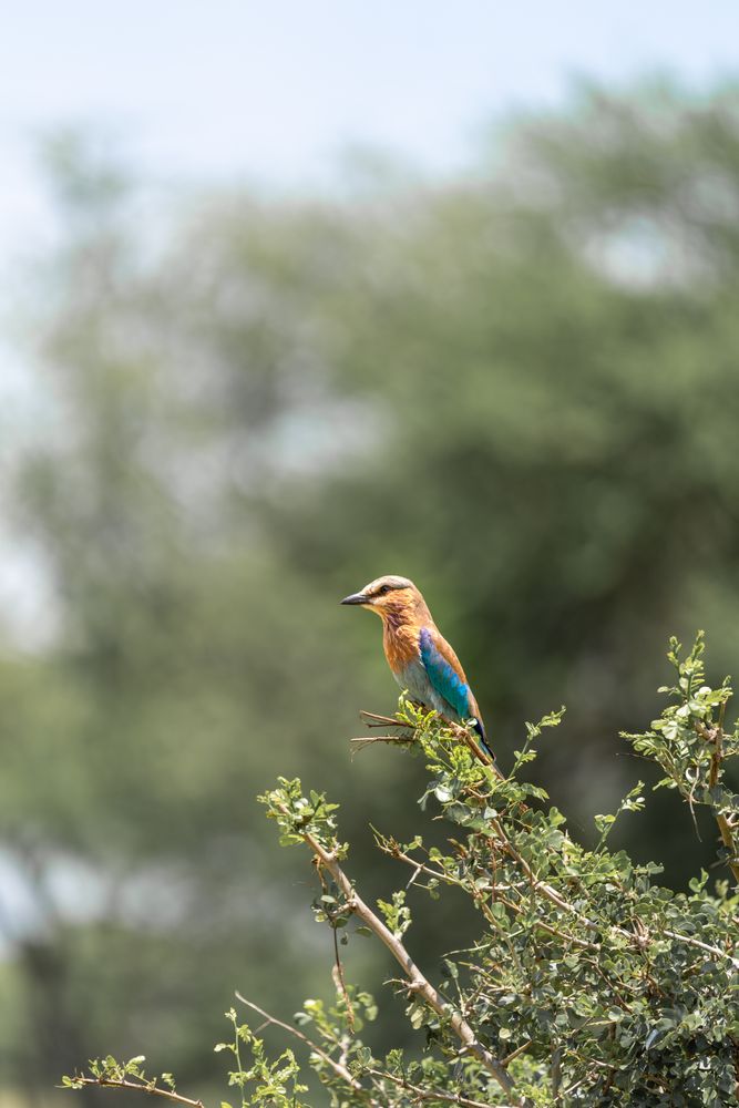 Rollers bird on green plant