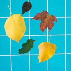 Fall leaves against blue bathroom riles