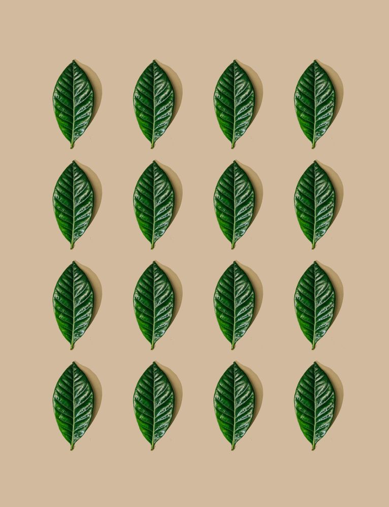 Pattern of green leaves and pastel sand background