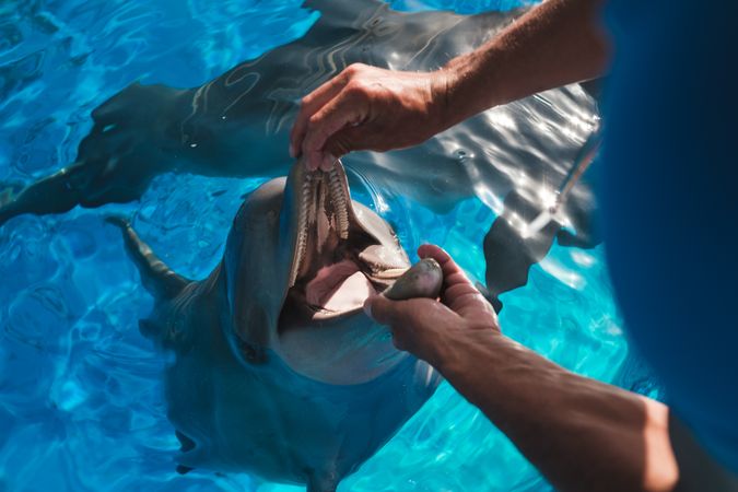 Crop unrecognizable person checking dolphin teeth