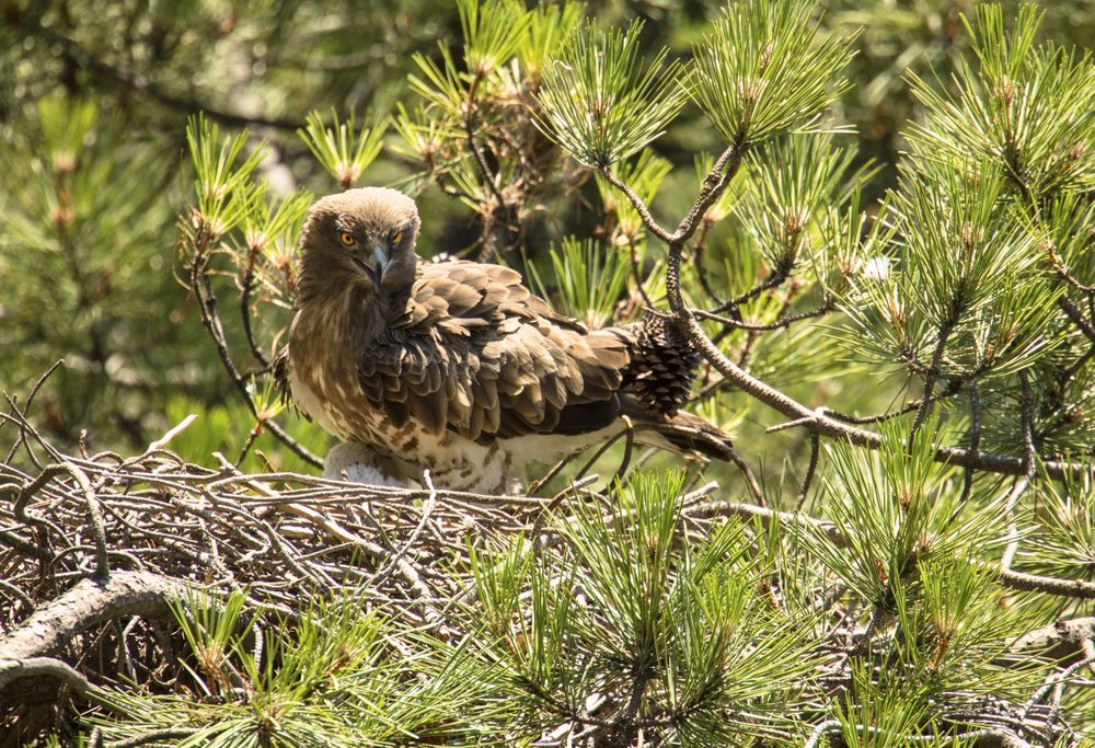 Eagle near newborn bird in nest