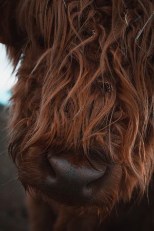 Close-up shot of brown mountain cow