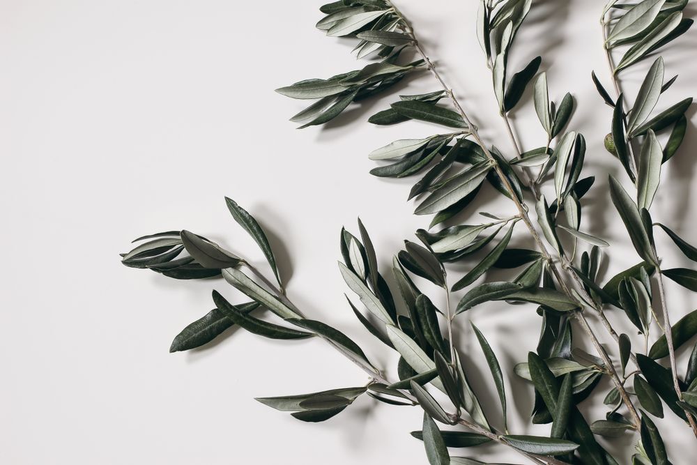 Green olive tree leaves, branches isolated on plain background