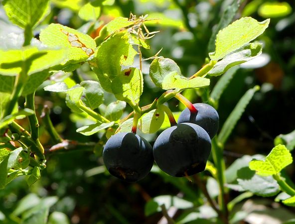 Berry Bliss: Macro Blueberries on the Vine