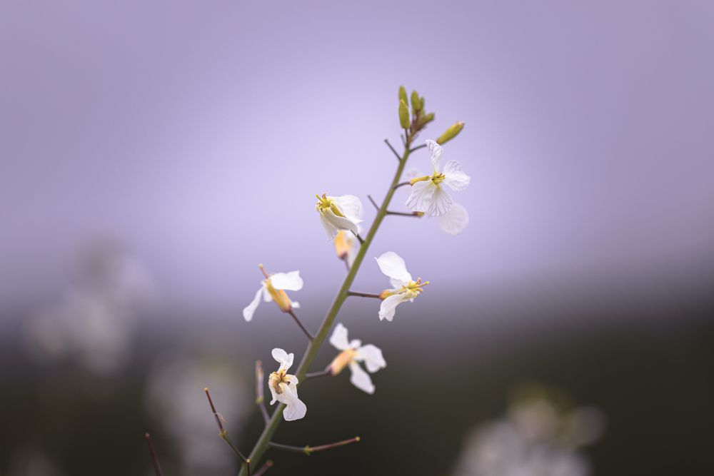 Stalk of delicate light flowers growing wild outside with blue sky in background
