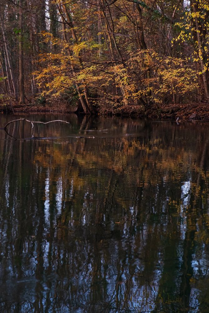 Yellow and red trees and leaves surrounding a pond in a forest, vertical
