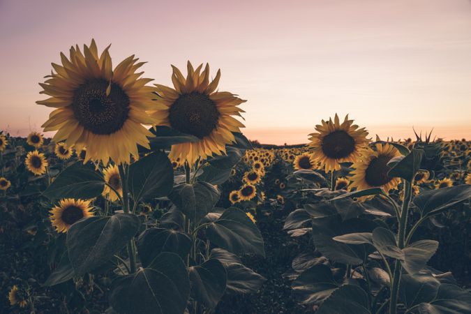Sunflowers on background of blue sky