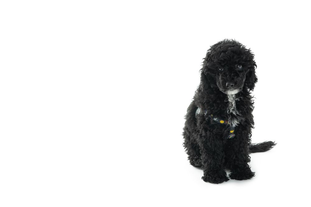 Dog in harness sitting and looking at camera with copy space