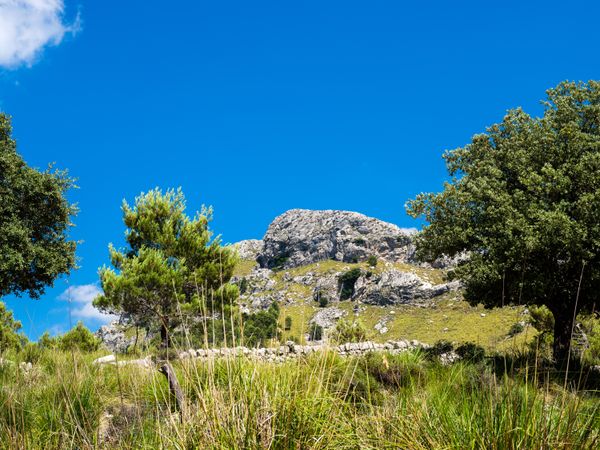 Trees against mountain ridge in nature