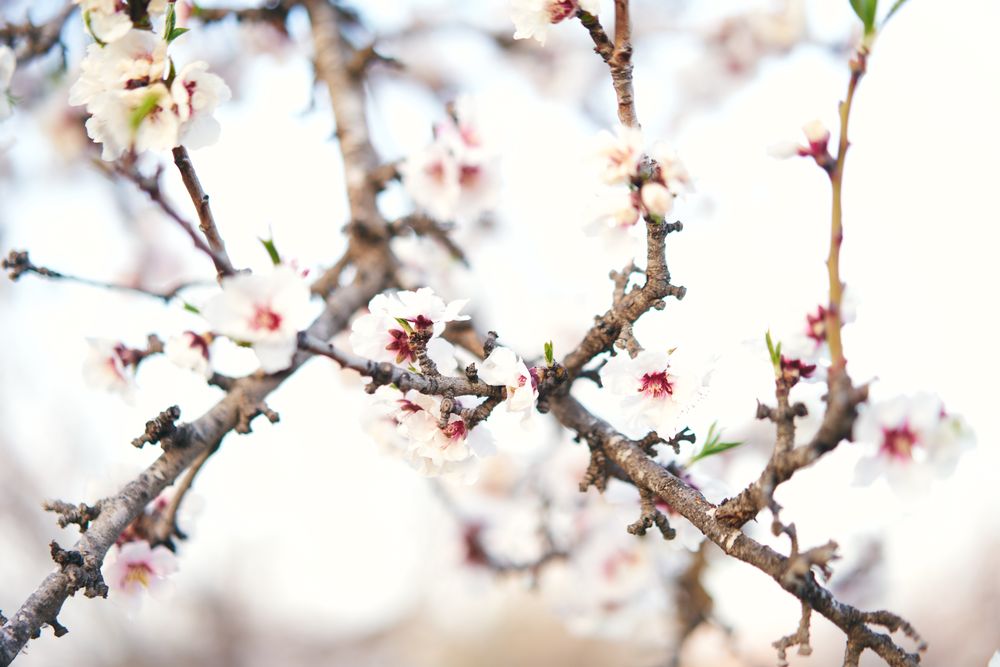 Branches of blooming tree