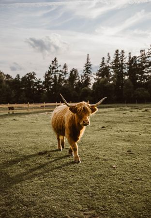 Brown highland cow on grass field
