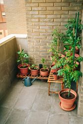 Vegetable garden on balcony of apartment with plants growing on ceramic pots