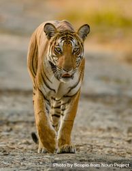 Brown tiger walking 48XVj4