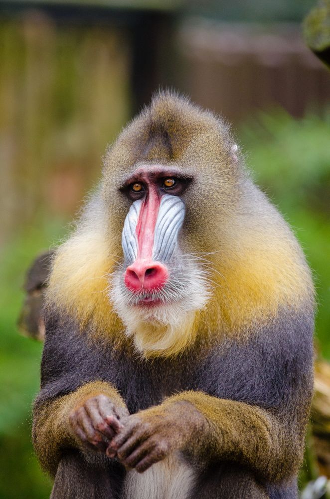 Portrait of colorful mandrill
