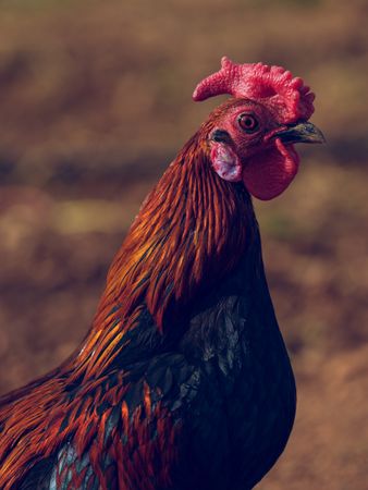 Rooster with red plumage in countryside in sunlight