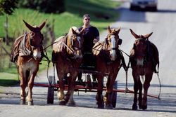 Amish life in 1980s Lancaster, Pennsylvania PbY2X0