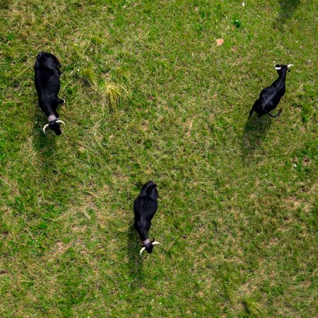 Drone photo of grazing cows from above. Green meadow, pasture, summer.