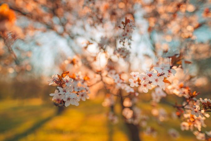 Close up of spring flowers on a tree at dusk