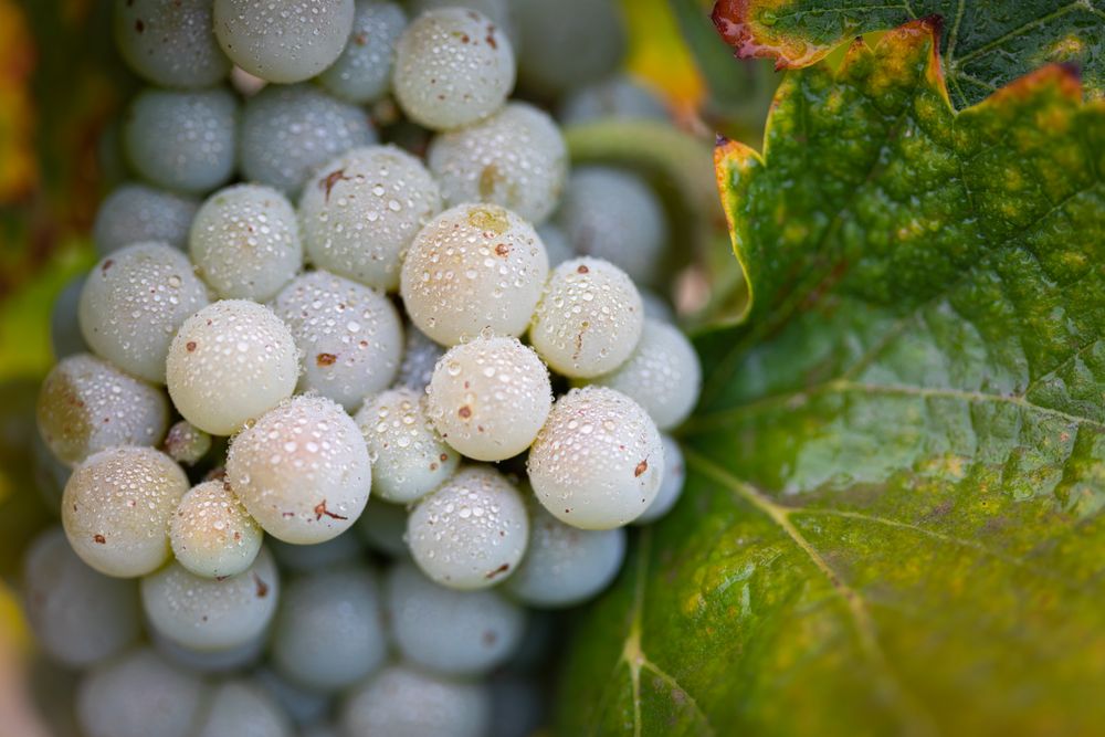 Vineyard with Lush, Ripe Wine Grapes on the Vine Ready for Harvest