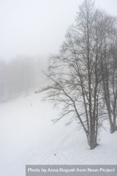 Trees seen through snow falling in Caucasus mountains 4m89Q5