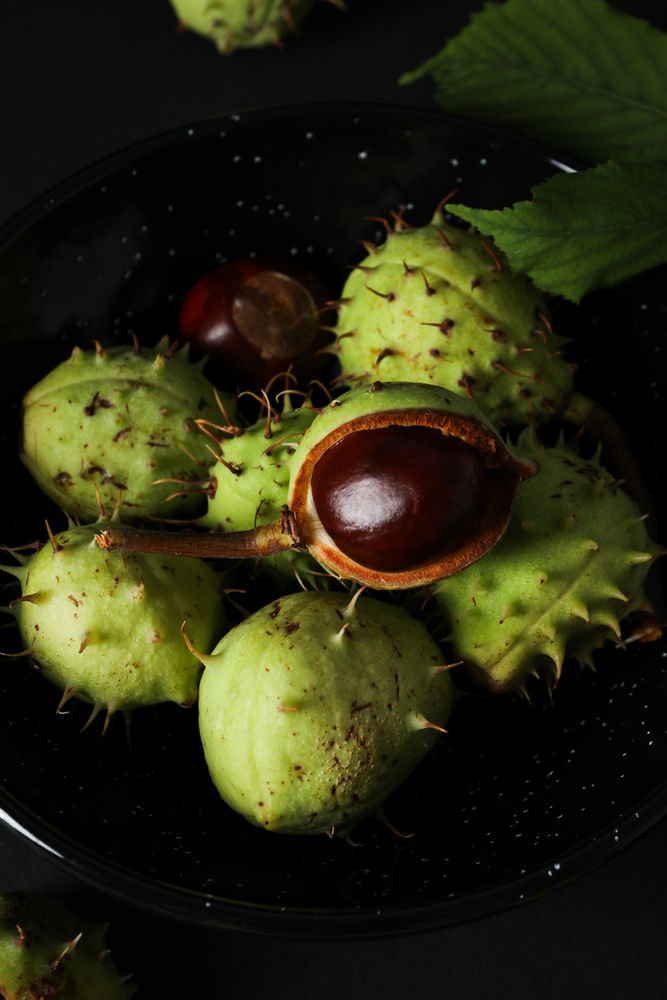 Fresh and ripe chestnuts, Autumn season chestnuts