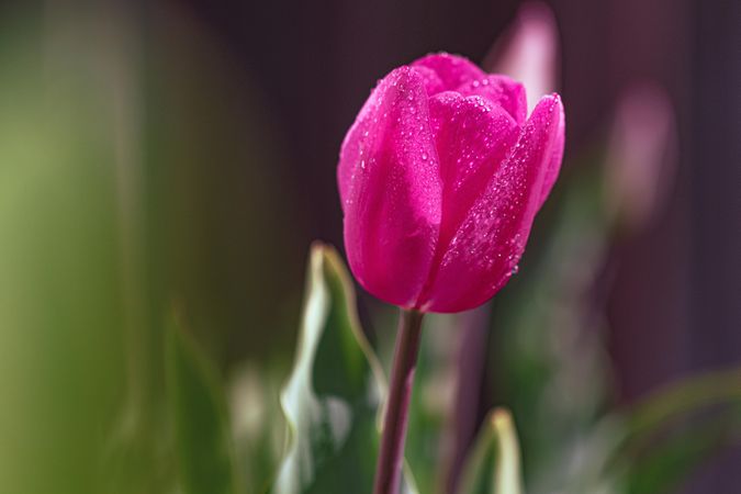 Single pink tulip with droplets of water