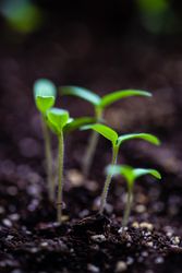Spring agriculture concept with budding young plants