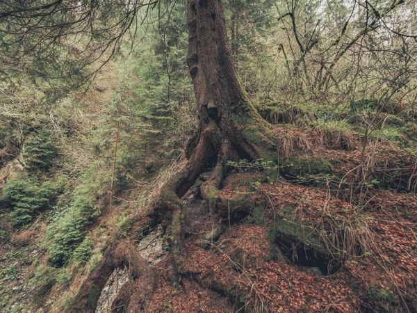 Roots of old tree growing in wild area