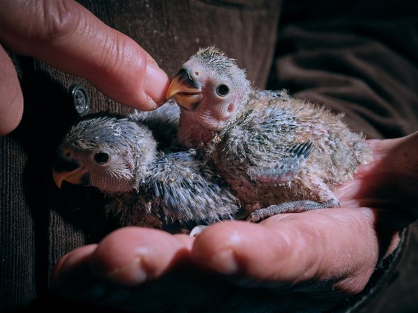 Cute lovebird chicks on hand of man