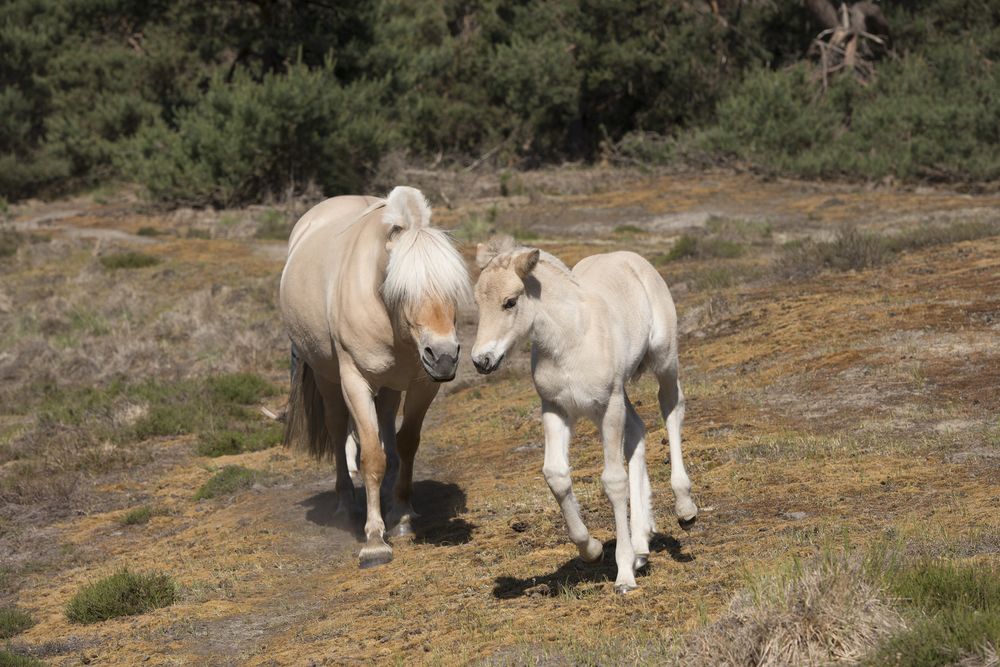 Cute young foal and mare of a Fjord horse on a sunny day
