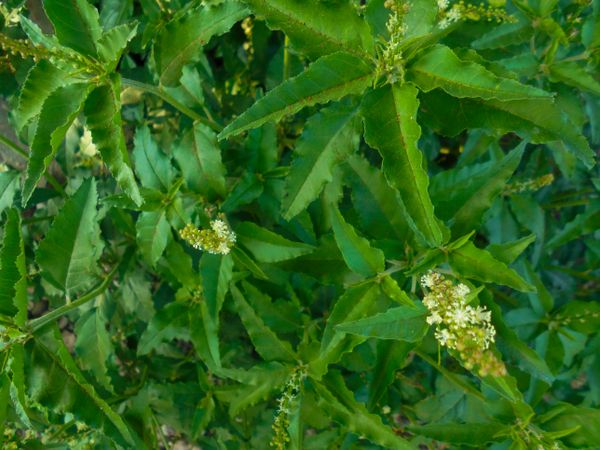 Croton bonplandianus Baill
