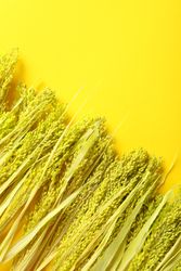Diagonal line of dried flowers with copy space