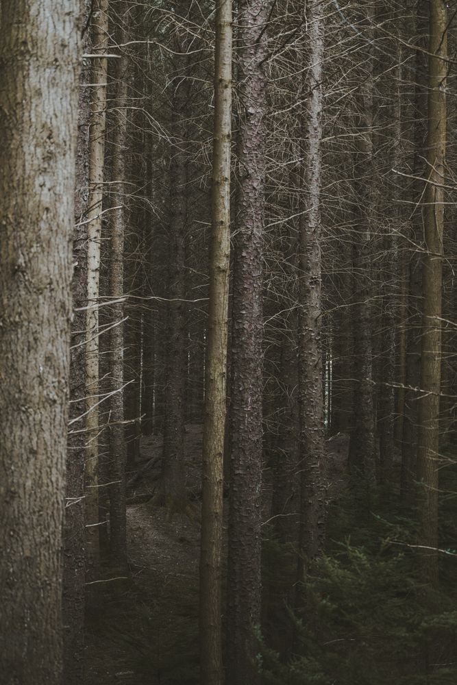 High tall trees in forest park