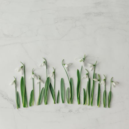 Line of snowdrop flowers on bright background