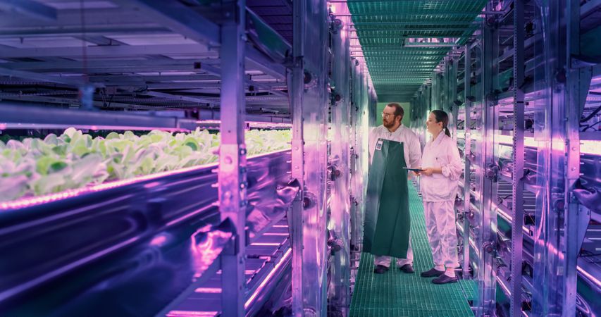 Farmer and Agriculture Engineer Having a Conversation at a Vertical Farm, Discussing Fresh Plant Quality Before Packaging and Shipping to Supermarket. Gardener Providing Technical Advice to Colleague