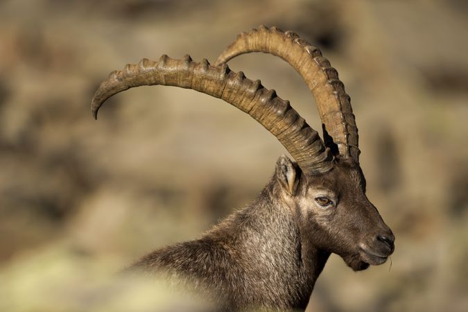 Isolated ibex long horn sheep Steinbock