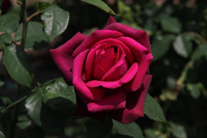 Purple rose in bloom close up photo