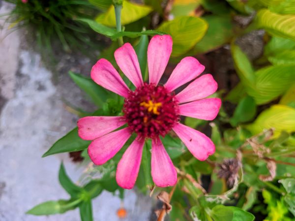Pink flower at garden