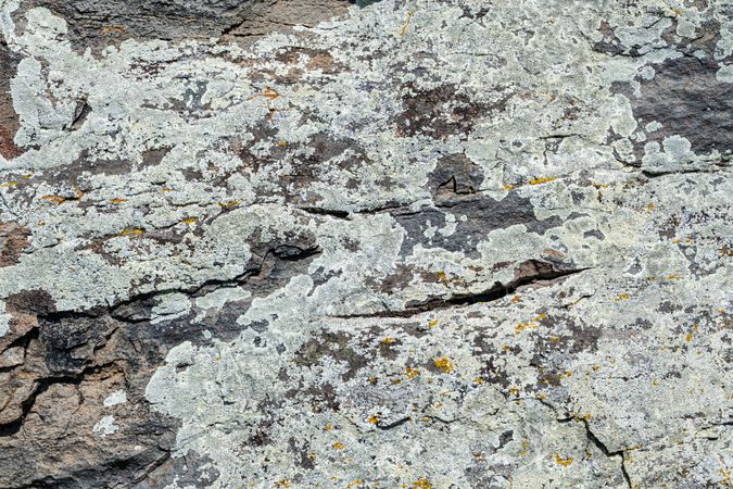 Textured rock background in the wild nature