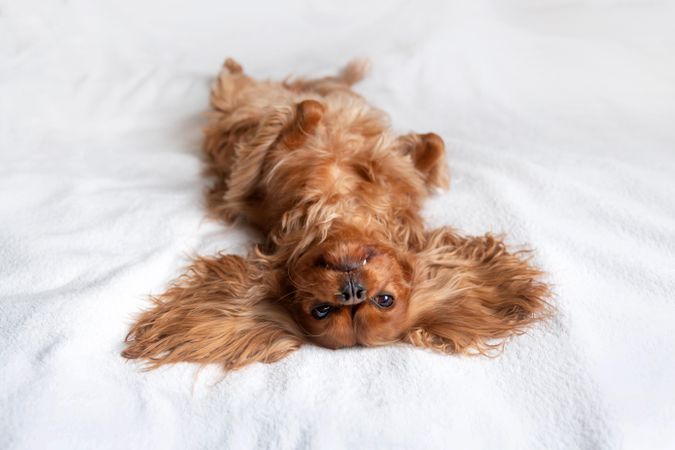 Cavalier spaniel lying belly up