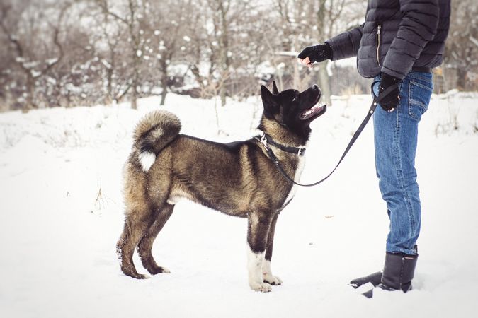 Person petting dog on snow covered ground