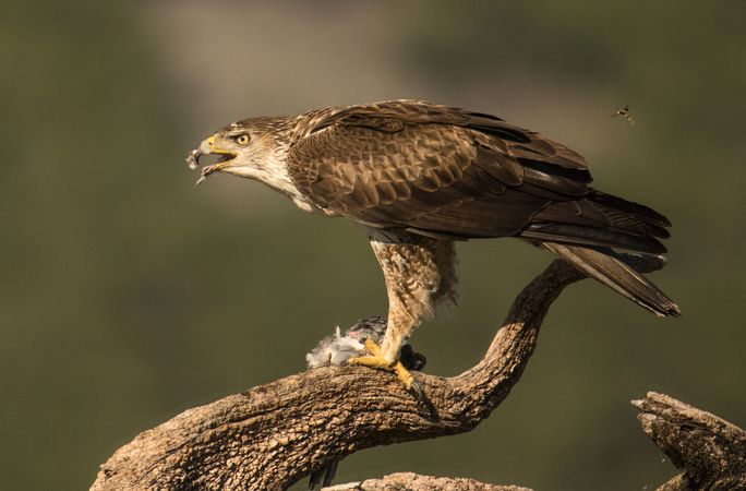Furious wild eagle