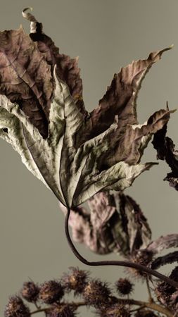Dried branch, educational still life for drawing