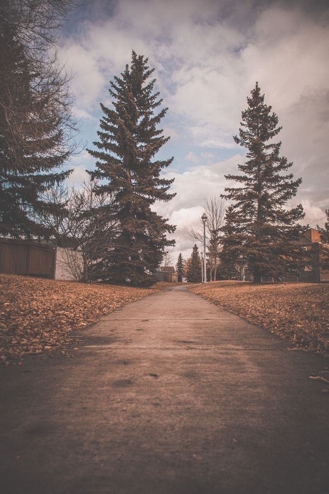 Pathway near pine trees