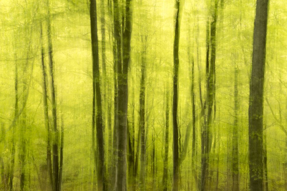 Background of trunks with green foliage
