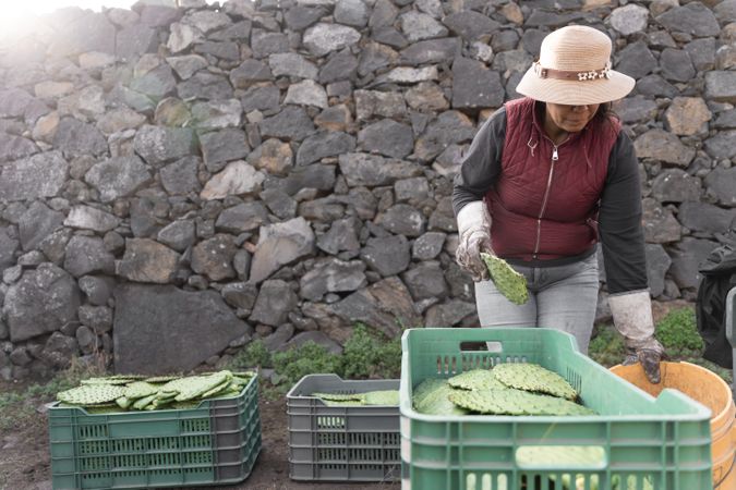 A woman farmer is stacking nopales in a crate after harvesting using gloves