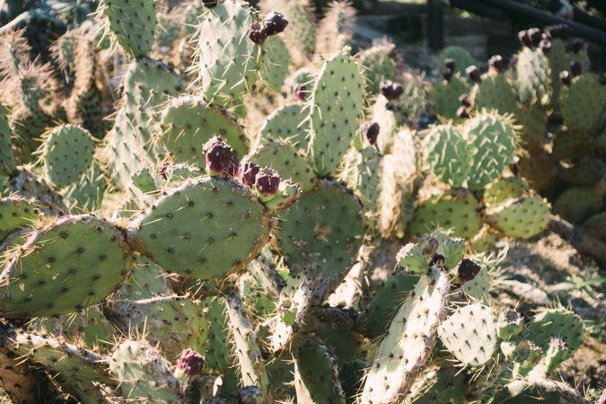 Close-up cactus