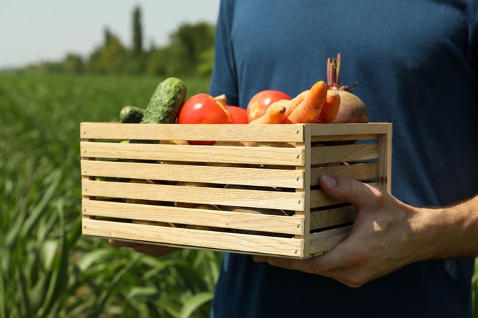 Man with wooden box of vegetables in corn field. Farming